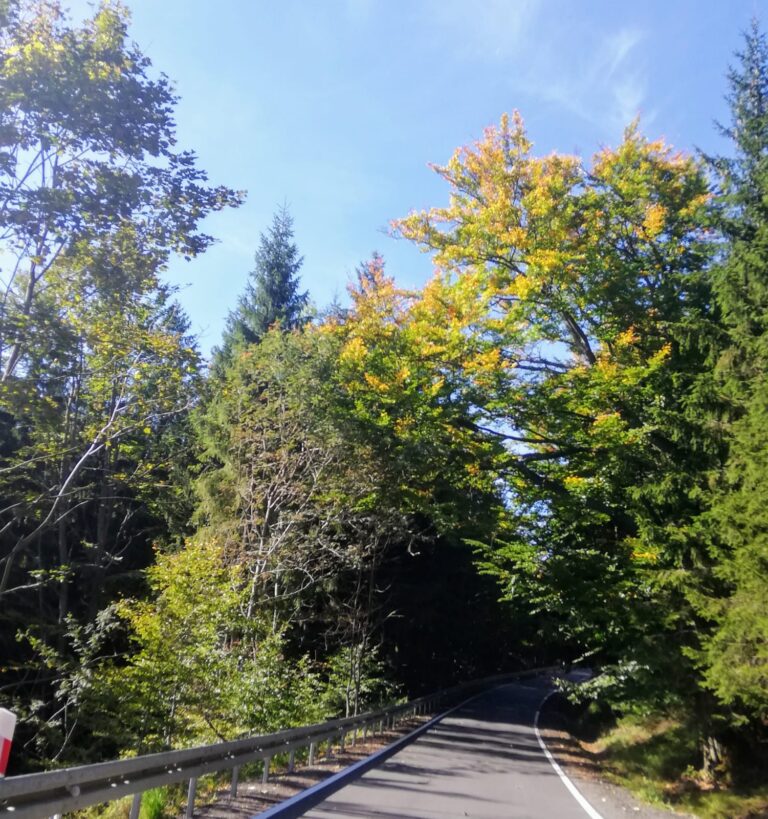 IMG-20211004-WA0005